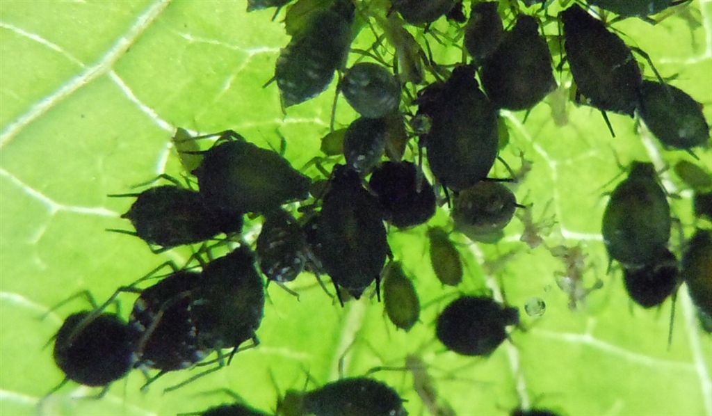 Aphis sambuci/Afide del Sambuco